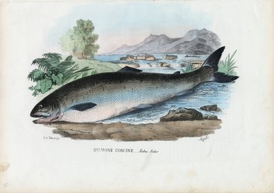 Salmone atlantico, 1863-79 da Raimundo Petraroja